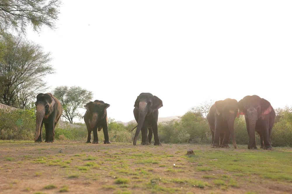 Mahouts of Elefanjoy Sanctuary