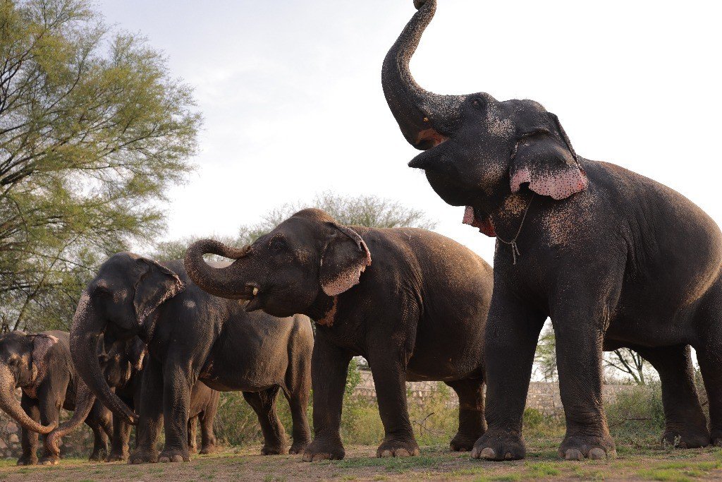 Our Rescued Elephant Family at the Sanctuary
