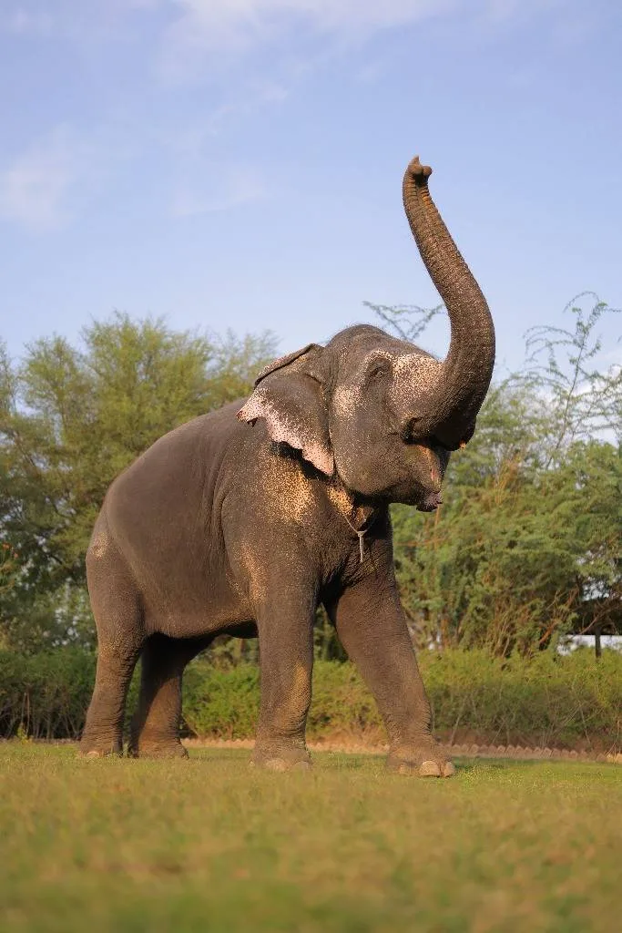 Ethical Connection with Gentle Giants