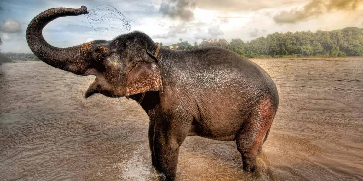 Rescued Elephants at Elefanjoy