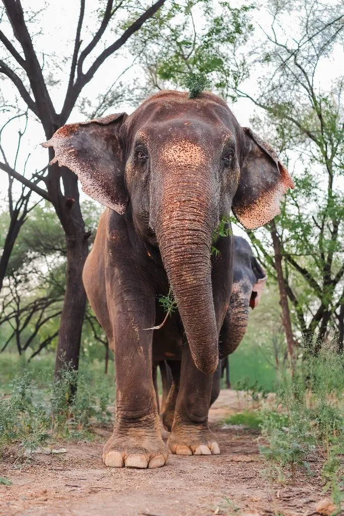 Elephant Sanctuary Walking Jaipur