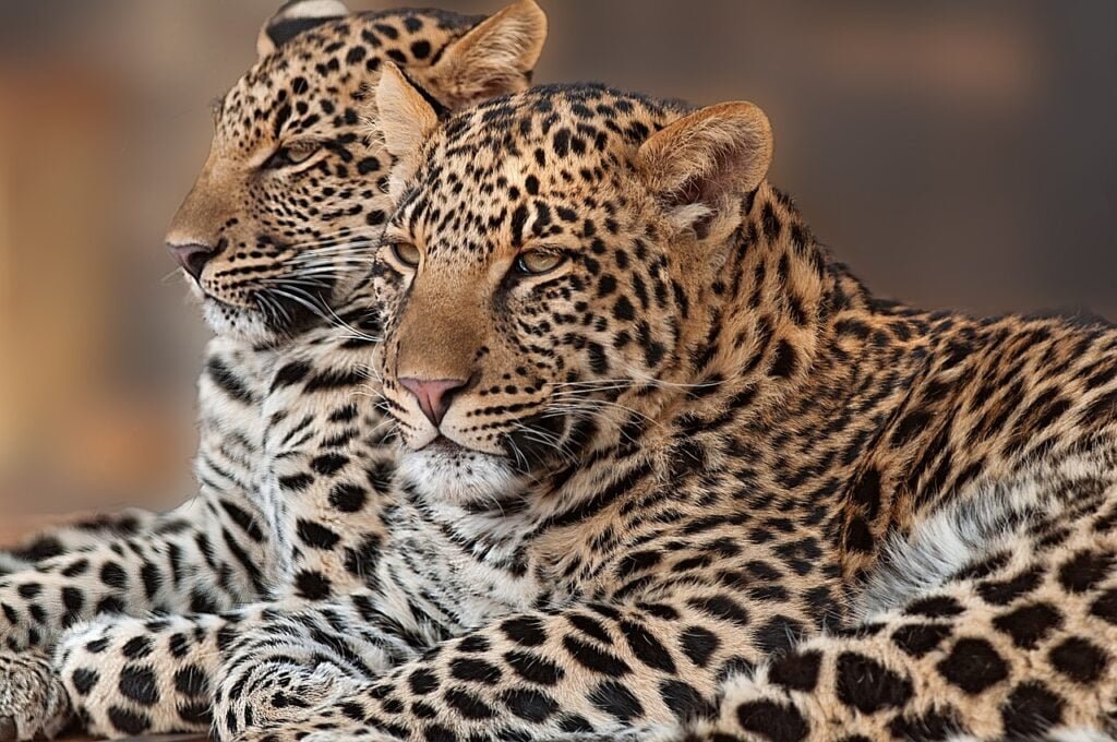 leopard cub rosettes 2796526 Home leopard, cub, rosettes-2796526.jpg