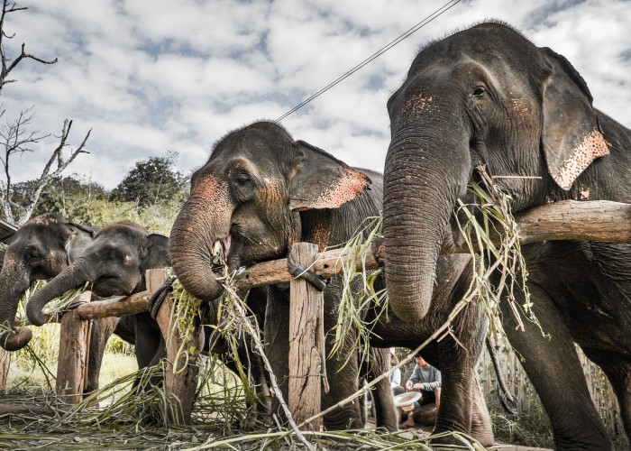 rescued elephants in jaipur Elefanjoy: Rescued Elephants in Jaipur & More