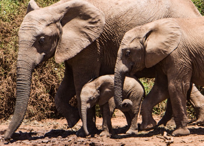 Elephant Sanctuary Education