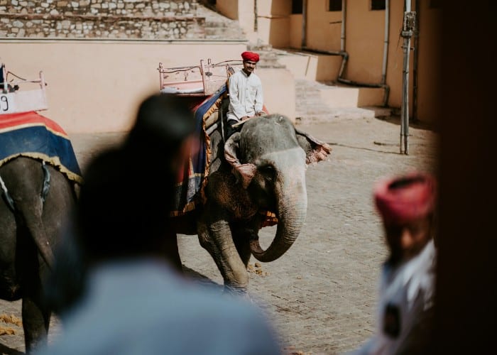 ELEPHANT SAFari in jaipur for uk Explore Elephant Safari in Jaipur For UK - Elefanjoy