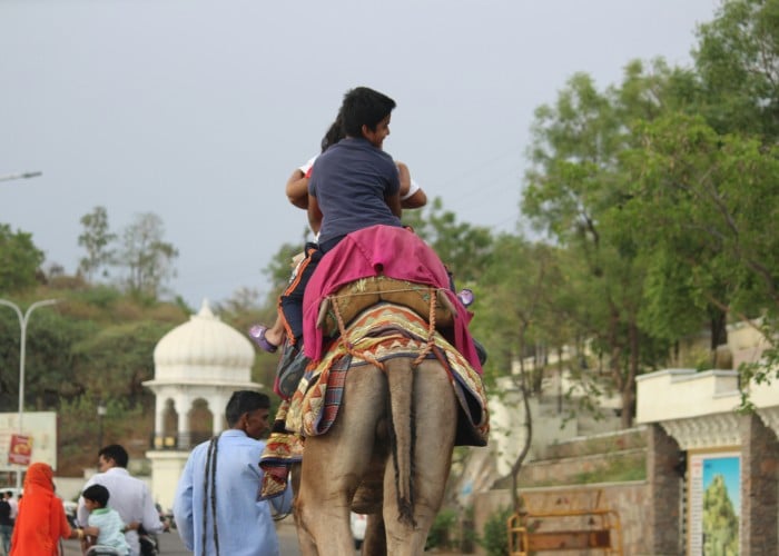 elephant ride in jaipur for usa Experience Elephant Rides in Jaipur For USA - Elefanjoy