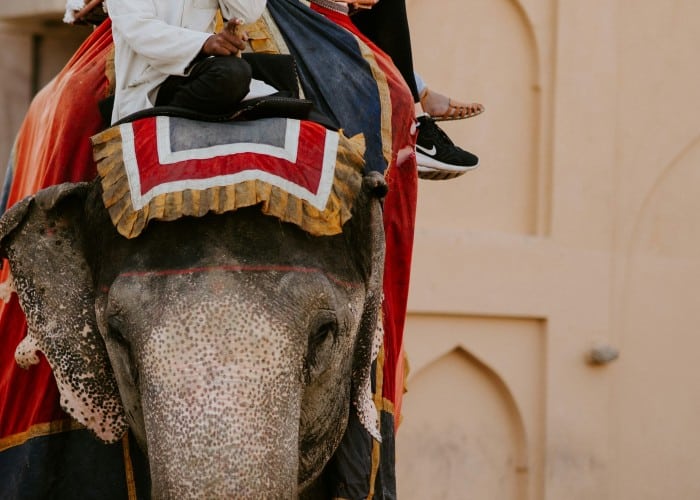 elefanjoy day tours Discover Jaipur's Charm: Elefanjoy Day Tours | Elephant Ride & More