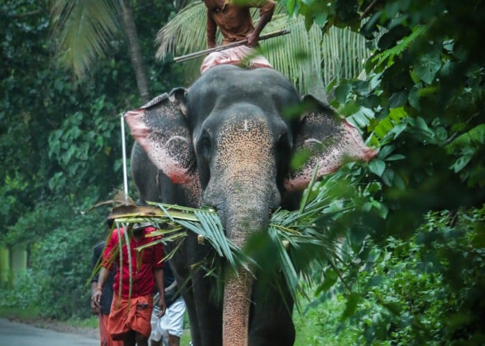 elephant sanctuary in india Discover Elephant Sanctuary in India | Elefanjoy