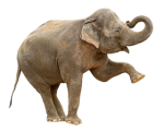 elephants_PNG18799